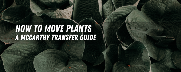 How to Move Plants