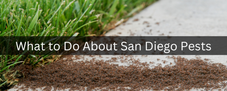 What to Do About San Diego Pests?