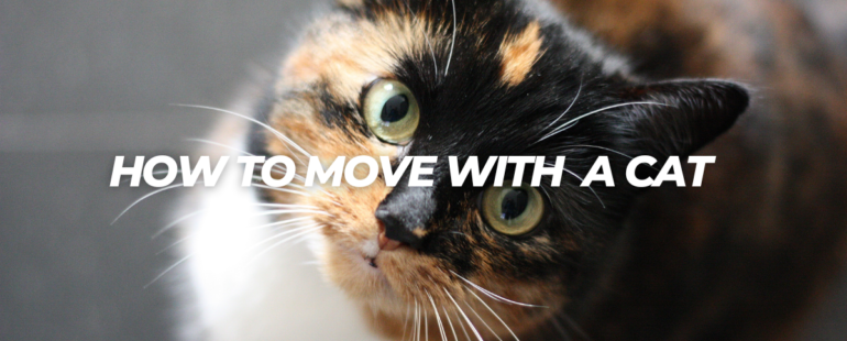 How to Move With A Cat!
